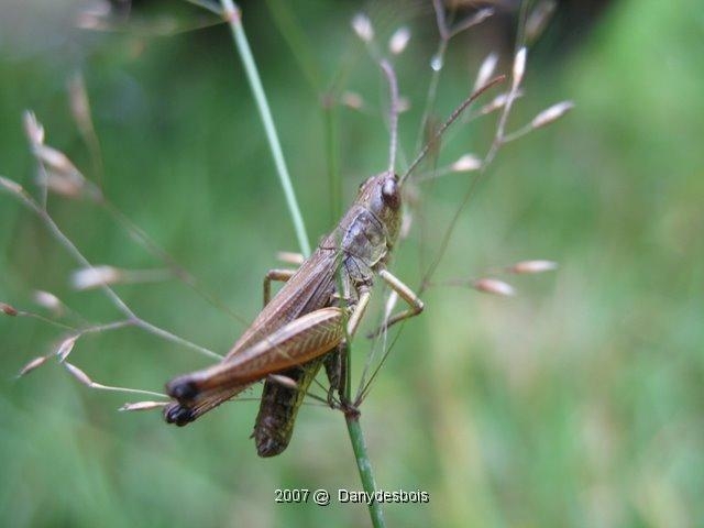 2007 08 Mare aux canes 05
